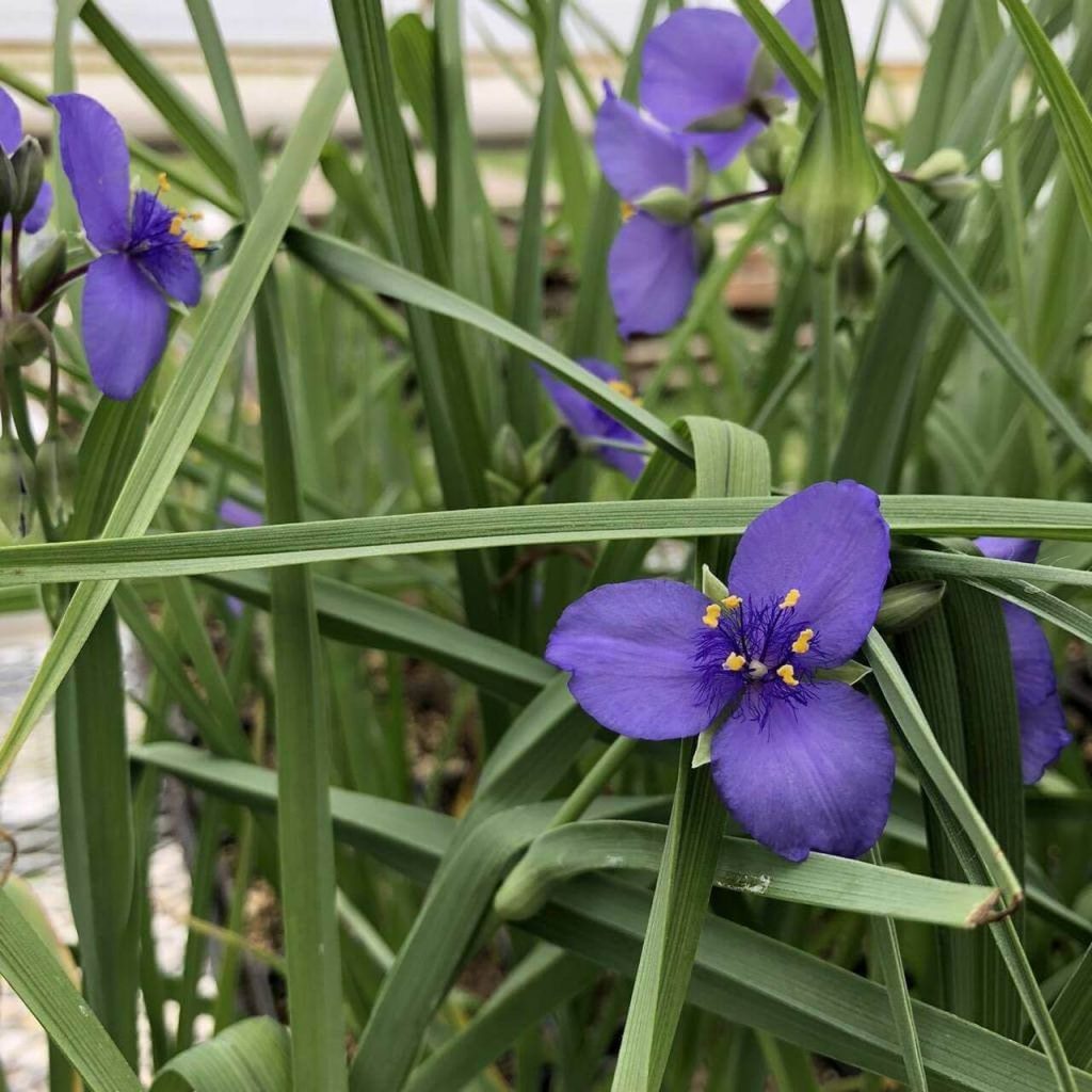 tradescantia ohioensis