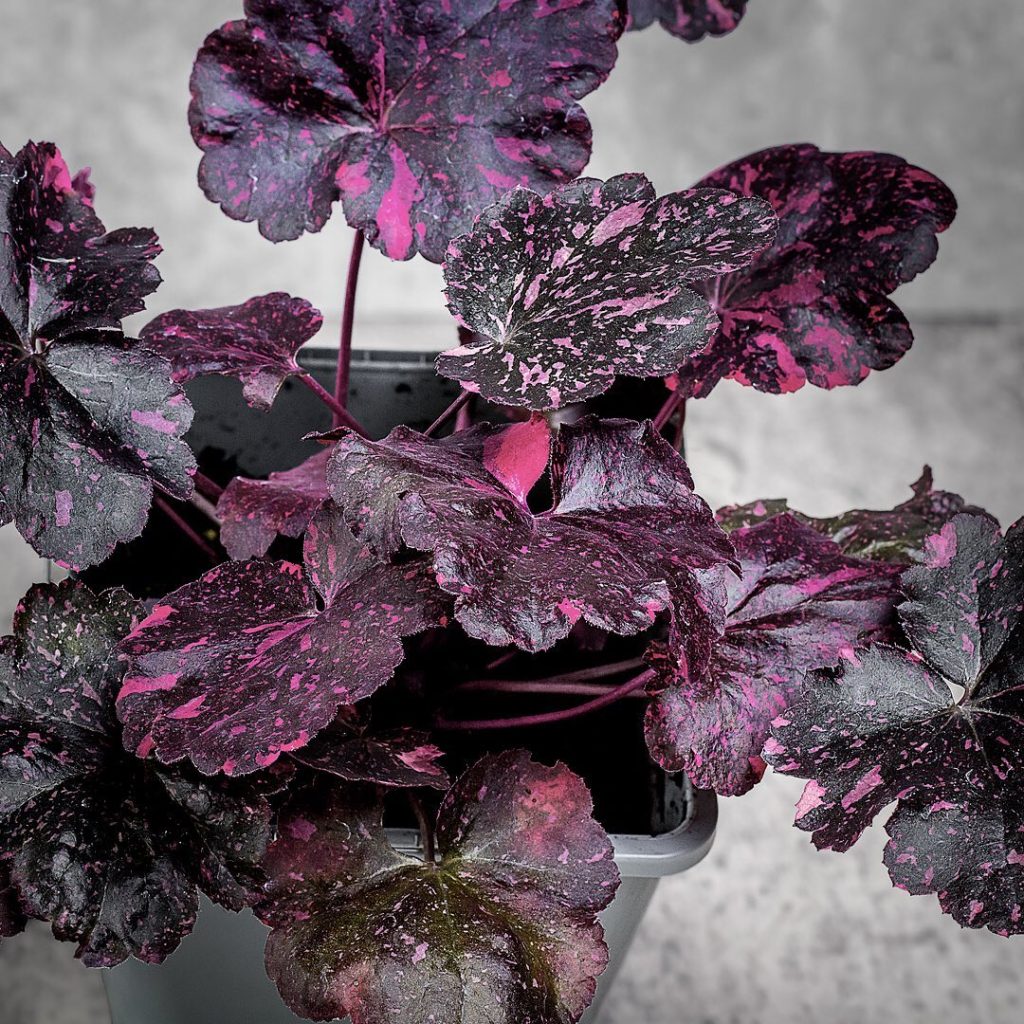 Heuchera Midnight Rose