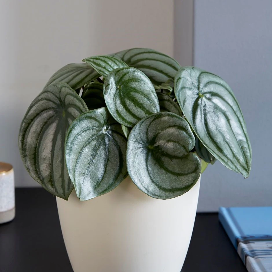 peperomia watermelon