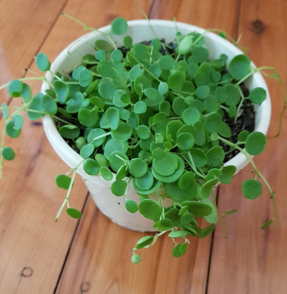 Peperomia Belly Button