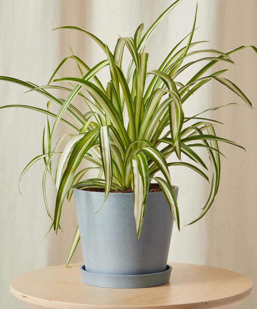 Golden Spider Plant 