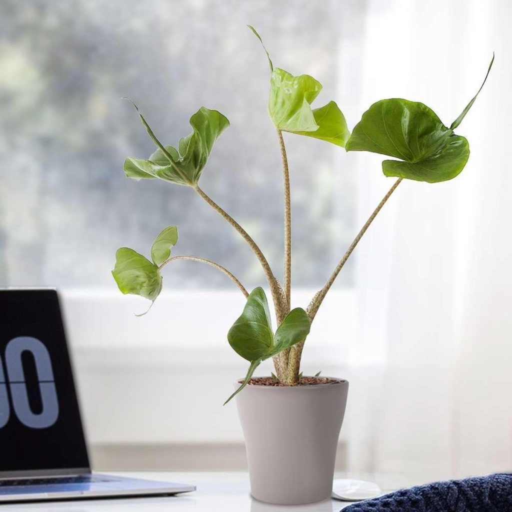  Alocasia Stingray