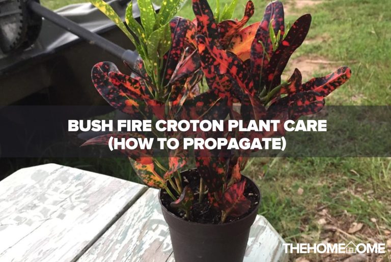 Bush Fire Croton Plant Care (How to Propagate)