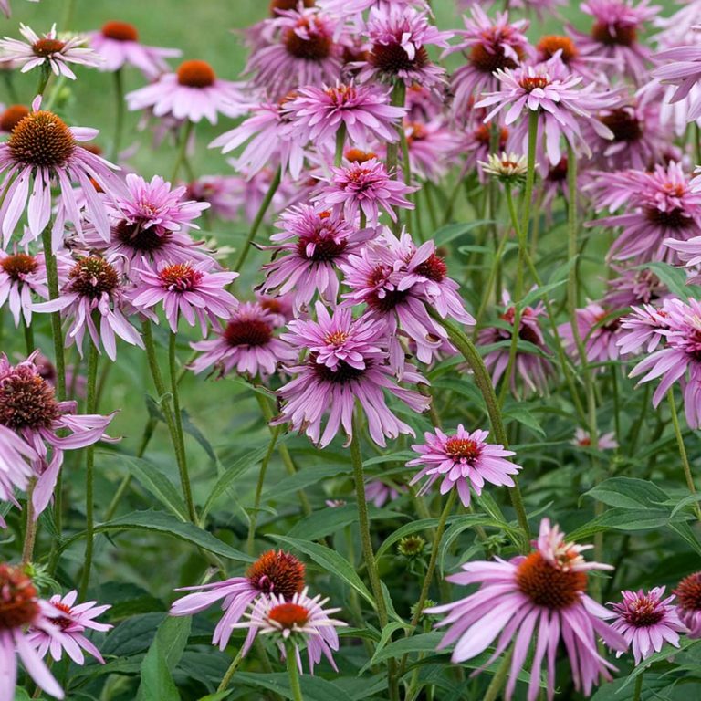 Cone flower Varieties: 9 Common And Rare Types Of Cone Flowers | The ...