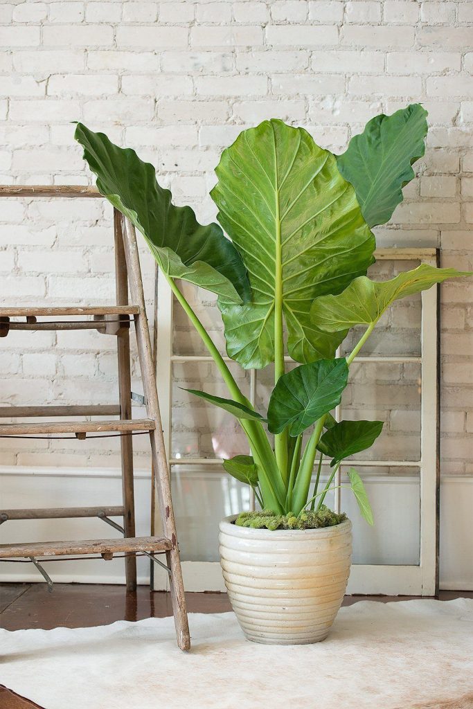 Alocasia Stingray