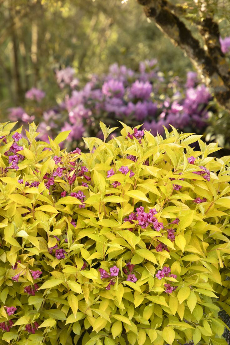 Weigela Varieties 10 Common & Rare Types Of Weigela The Home Tome