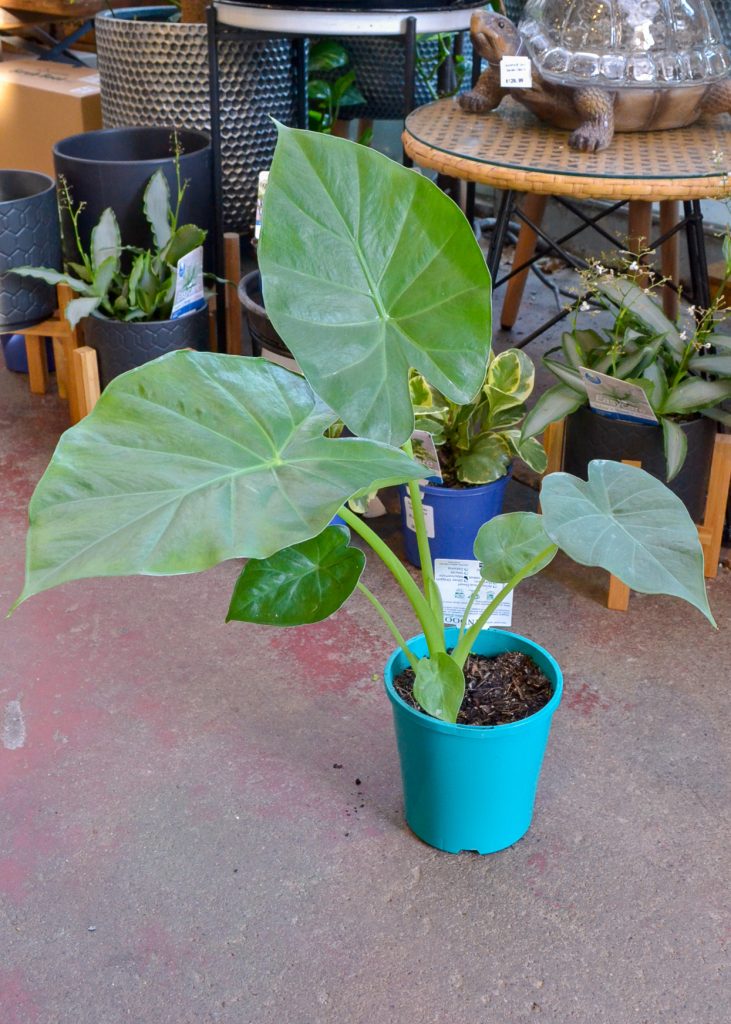  Alocasia Giant Taro