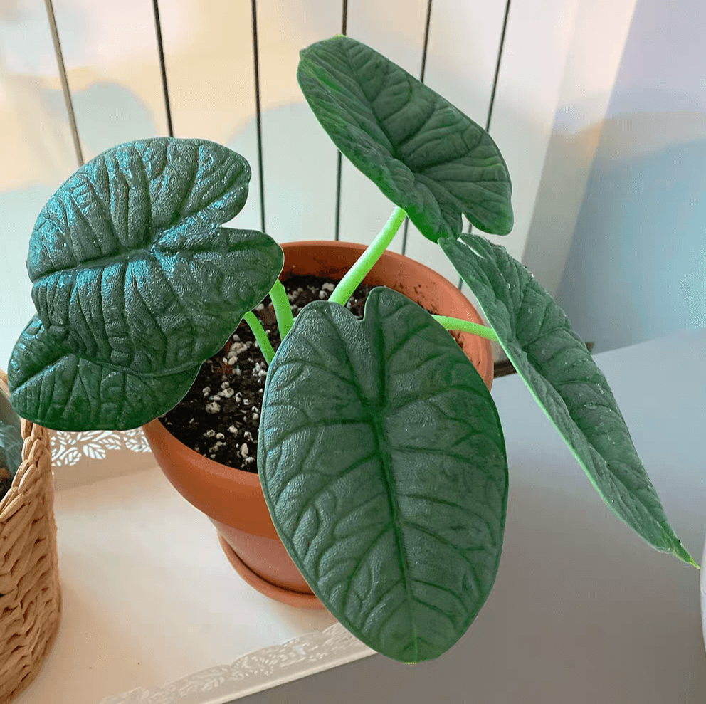  Alocasia Melo