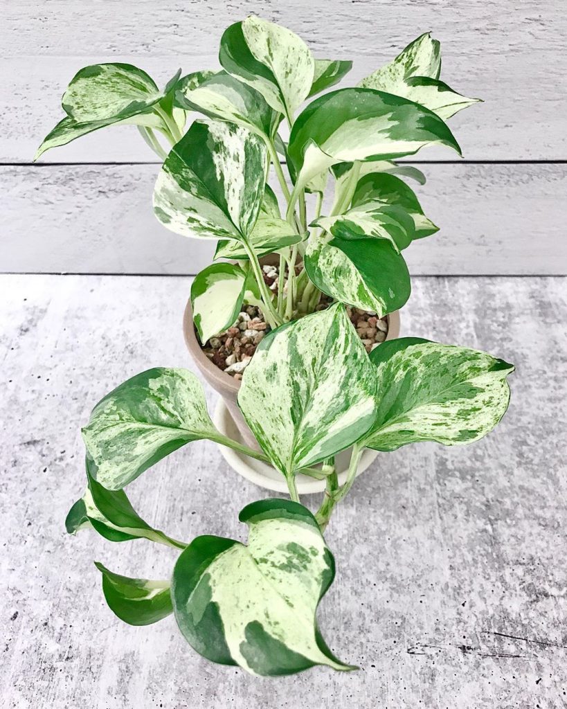 harlequin Pothos