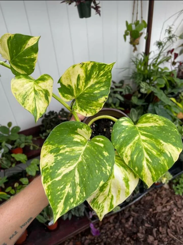 Hawaiian Pothos