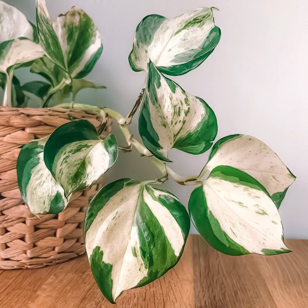 Manjula Pothos