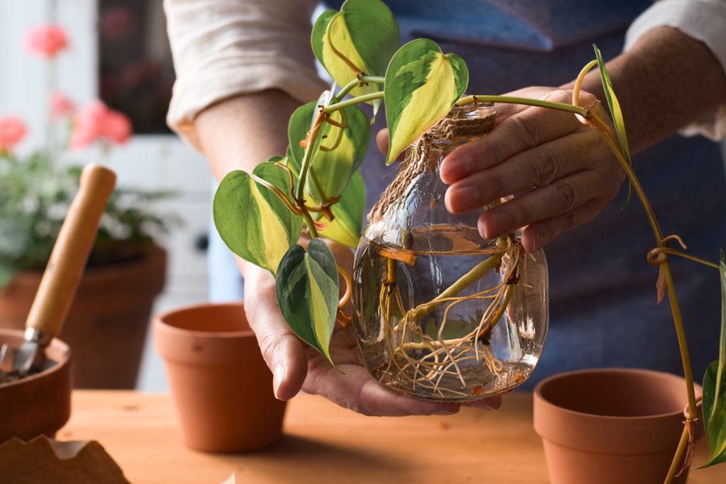 How To Prune Pothos Plants The Right Way