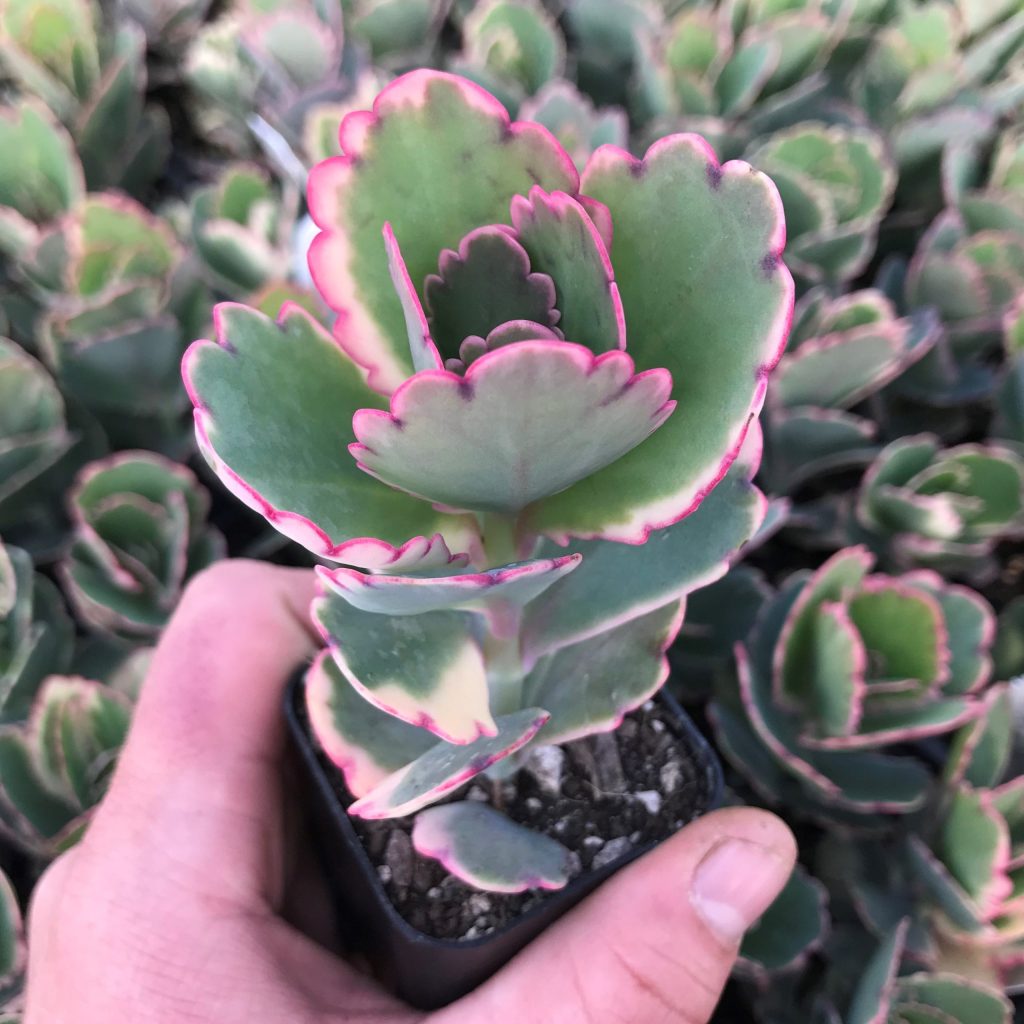 Kalanchoe Fedtschenkoi