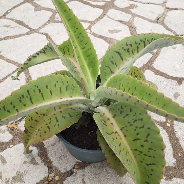 Kalanchoe Gastonis Bonnierirs