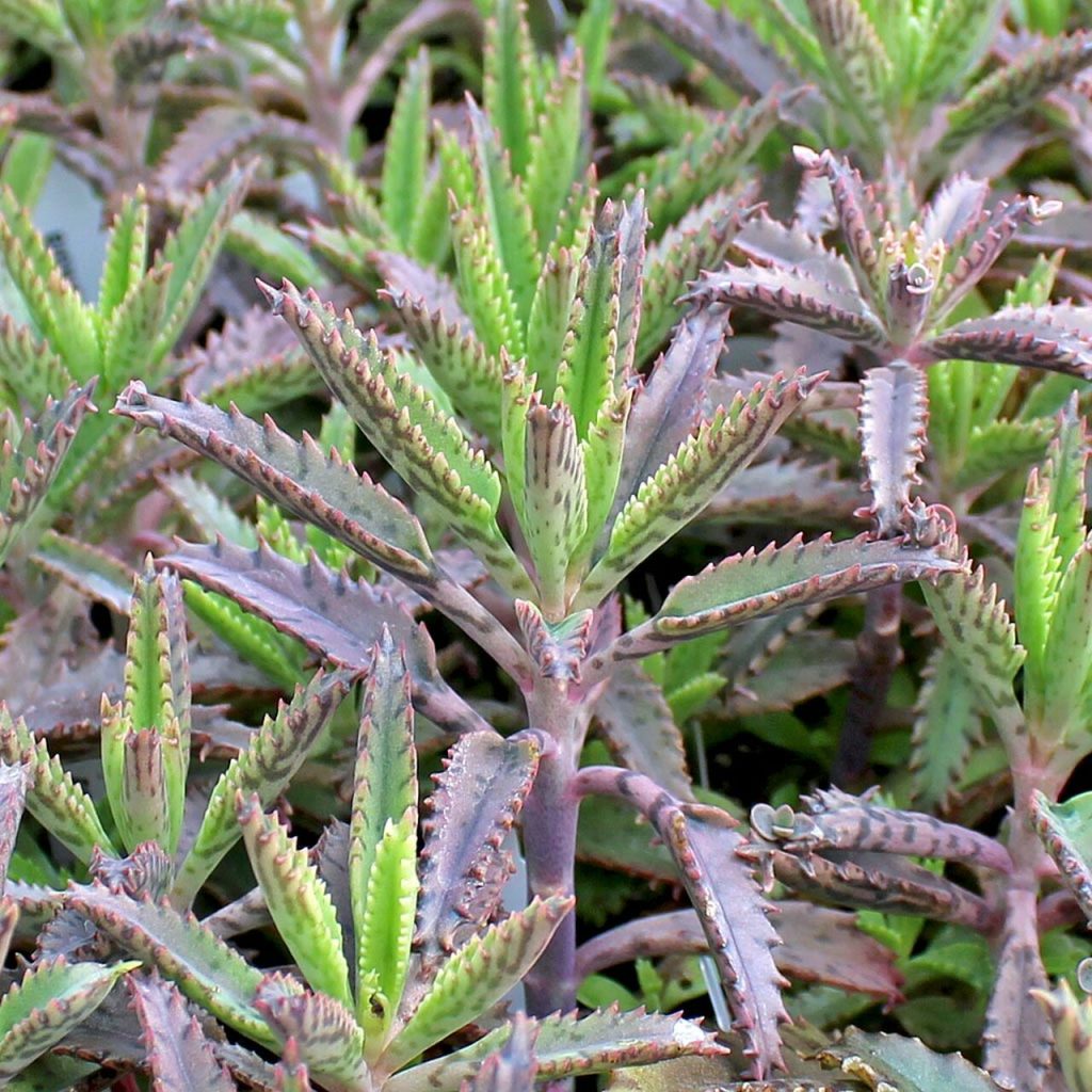 Kalanchoe Houghtonii