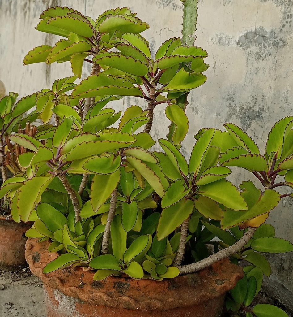 Kalanchoe Pinnata