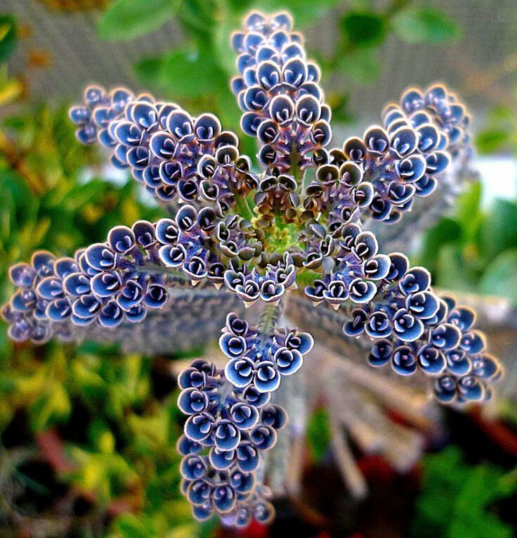 Kalanchoe Tubliflora