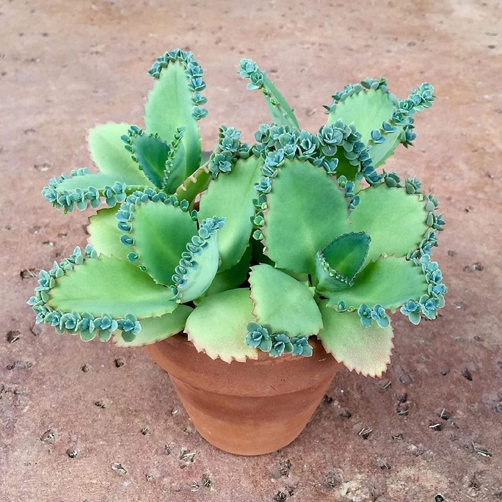 Kalanchoe daigremontiana-  