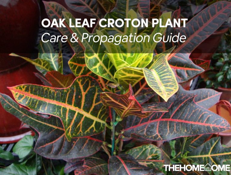 Oak Leaf Croton Plant Care Guide TheHomeTome