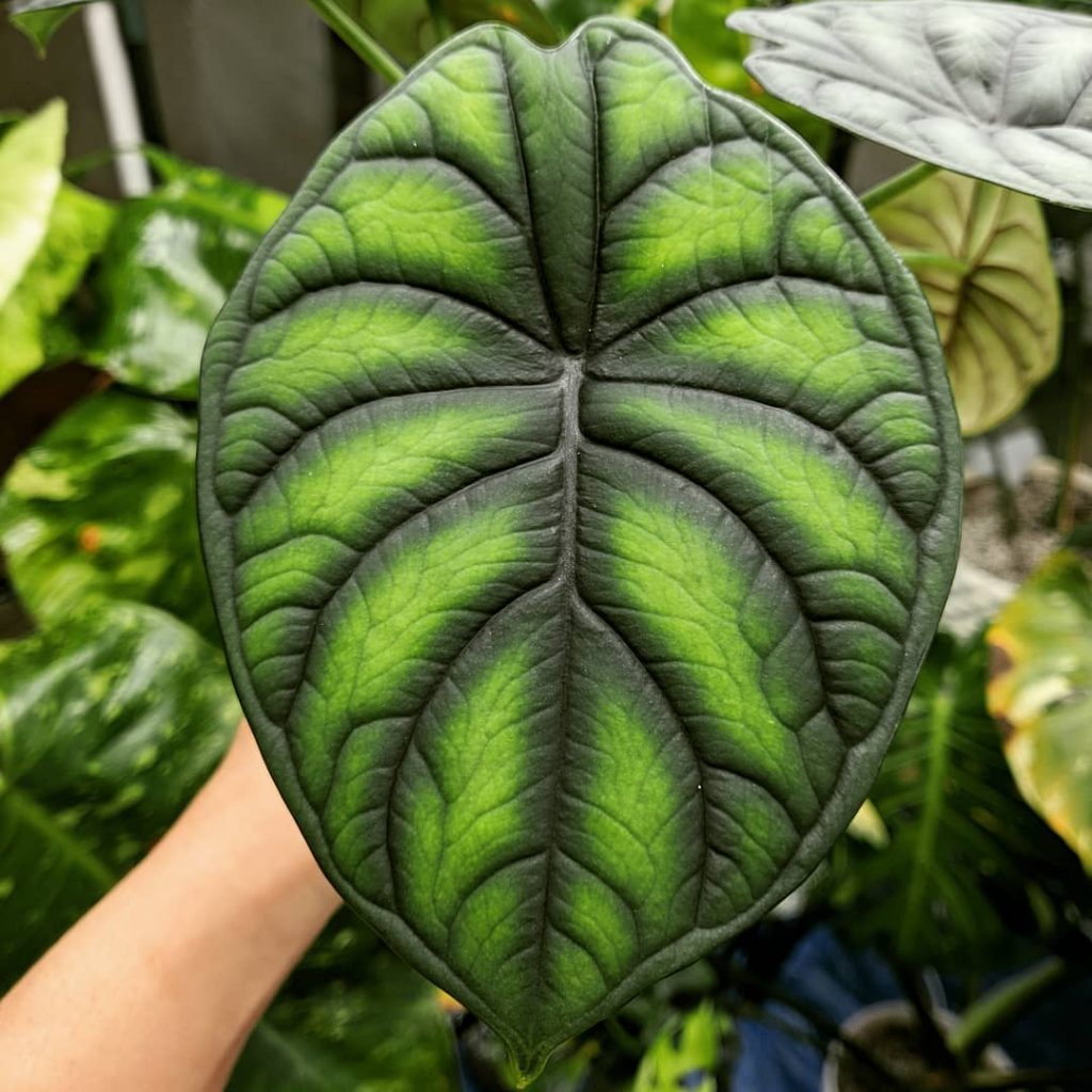  Alocasia Dragon scale 