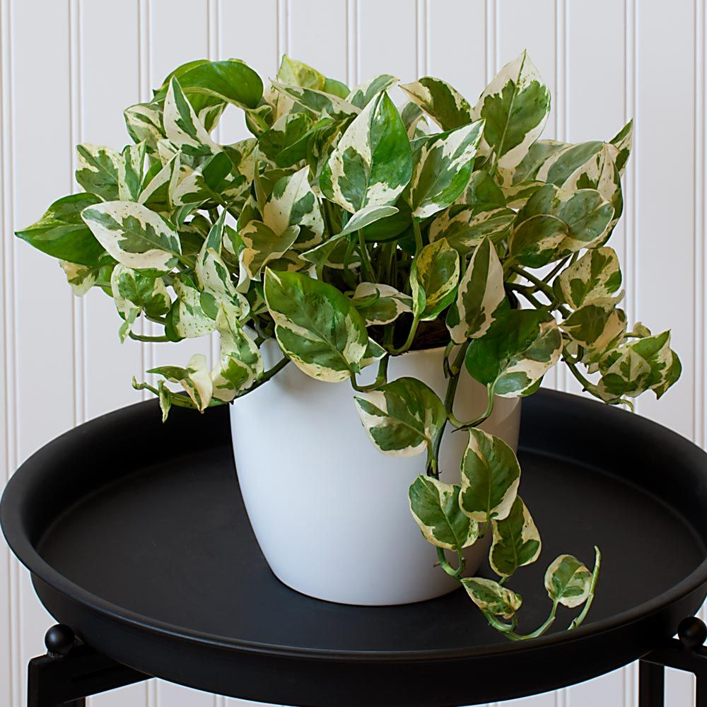 Pearl And Jade Pothos