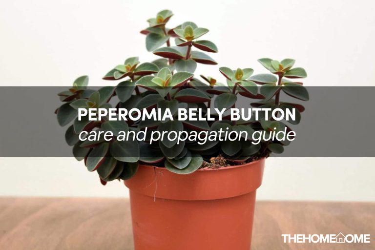 Peperomia Belly Button Care