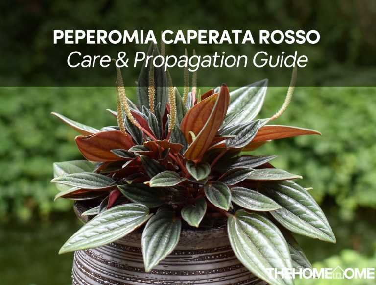 Peperomia Caperata Rosso Care TheHomeTome