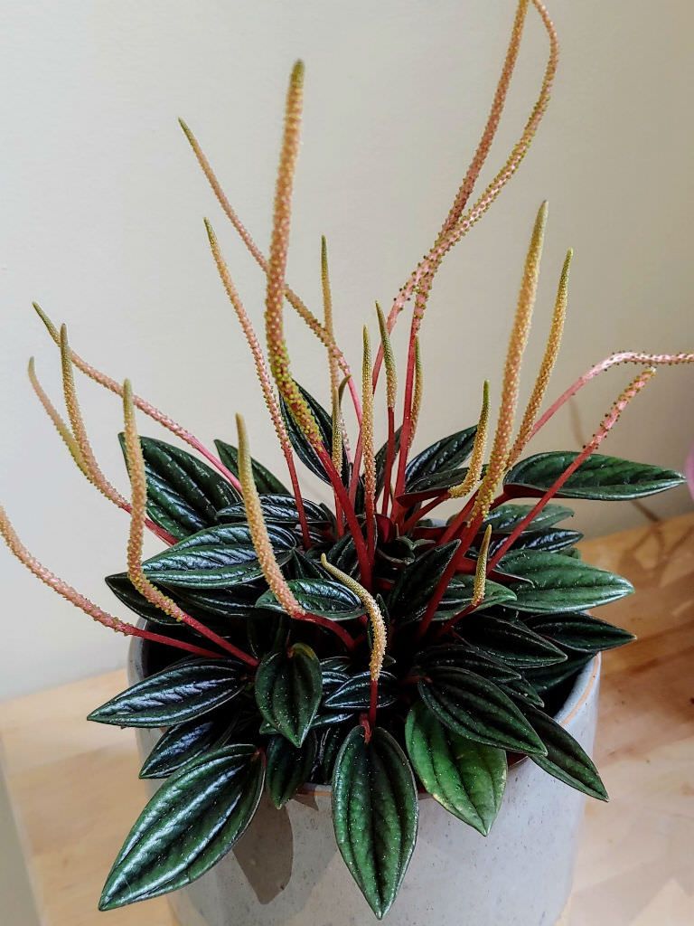 Peperomia Caperata Rosso Care