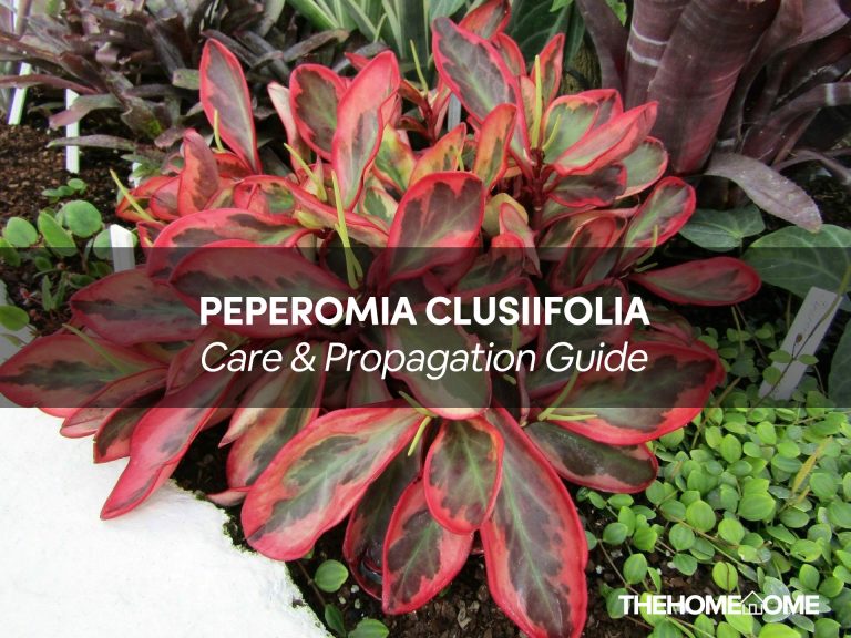Peperomia Clusiifolia Care TheHomeTome