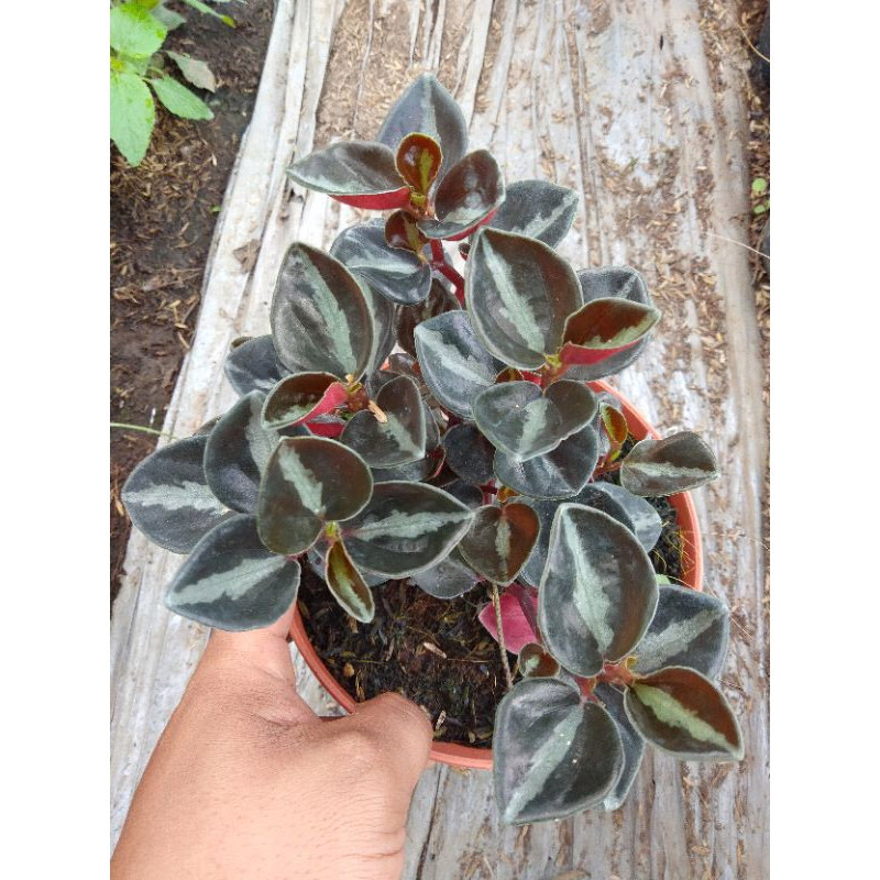 Peperomia Metallica Care Guide TheHomeTome