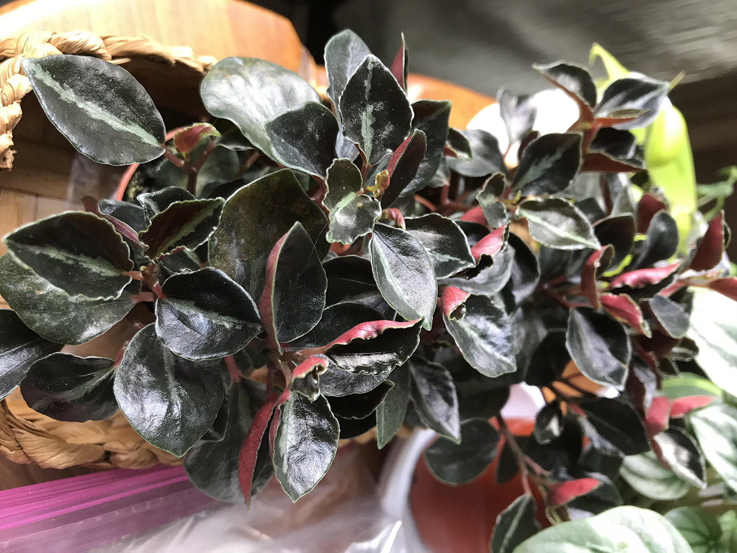 Peperomia Metallica Care And Propagation Guide | The Home Tome