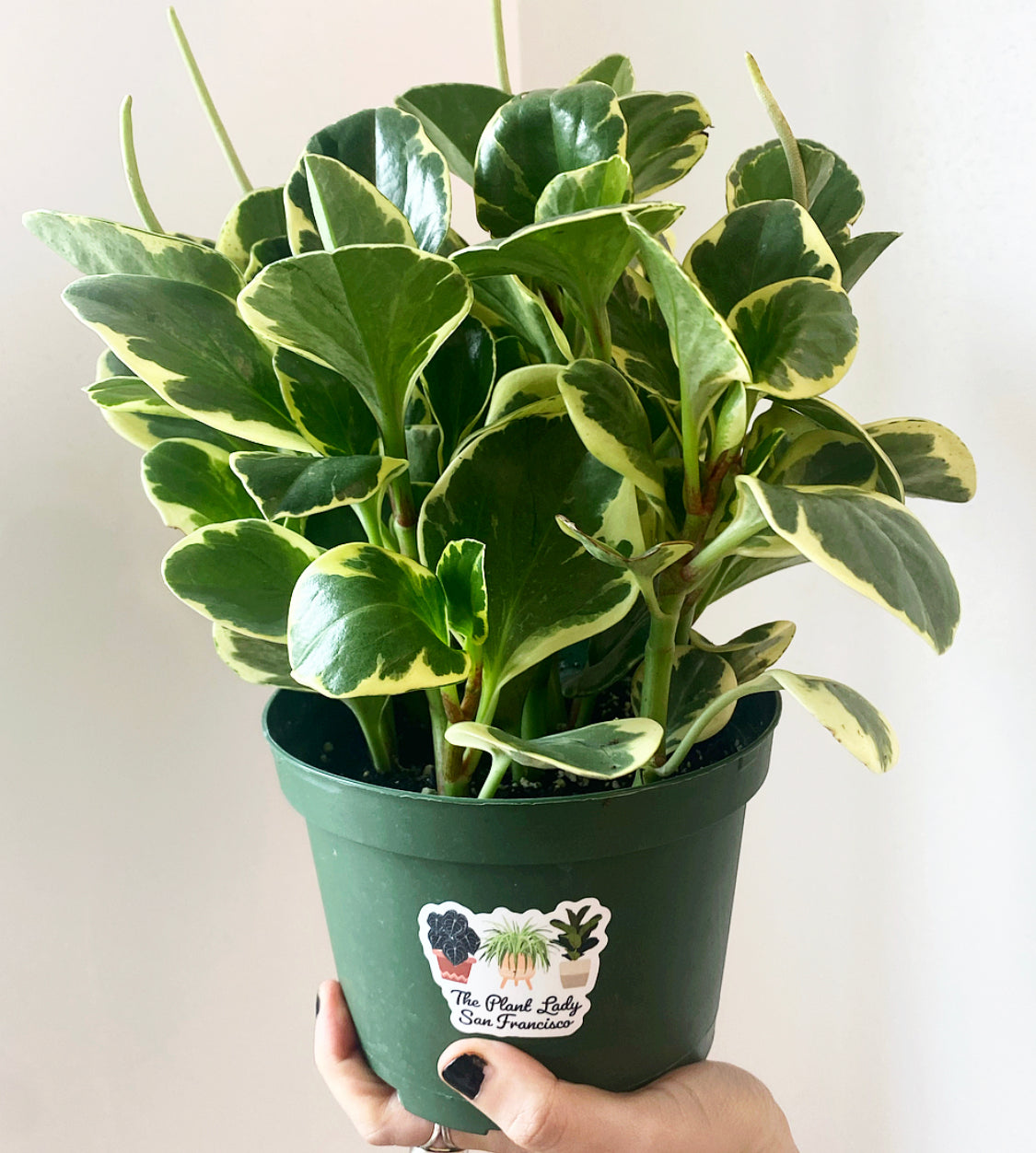 Peperomia Obtusifolia Plant Guide