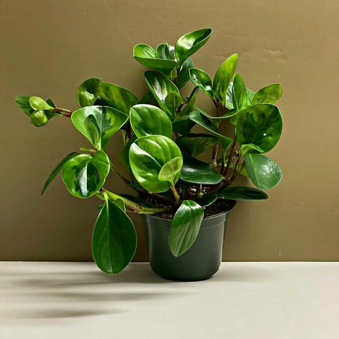 Peperomia Obtusifolia Plant Care