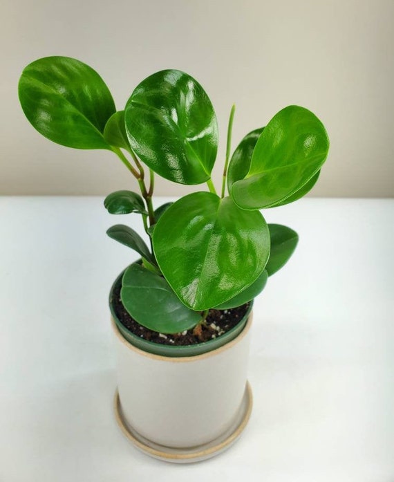 Peperomia Obtusifolia