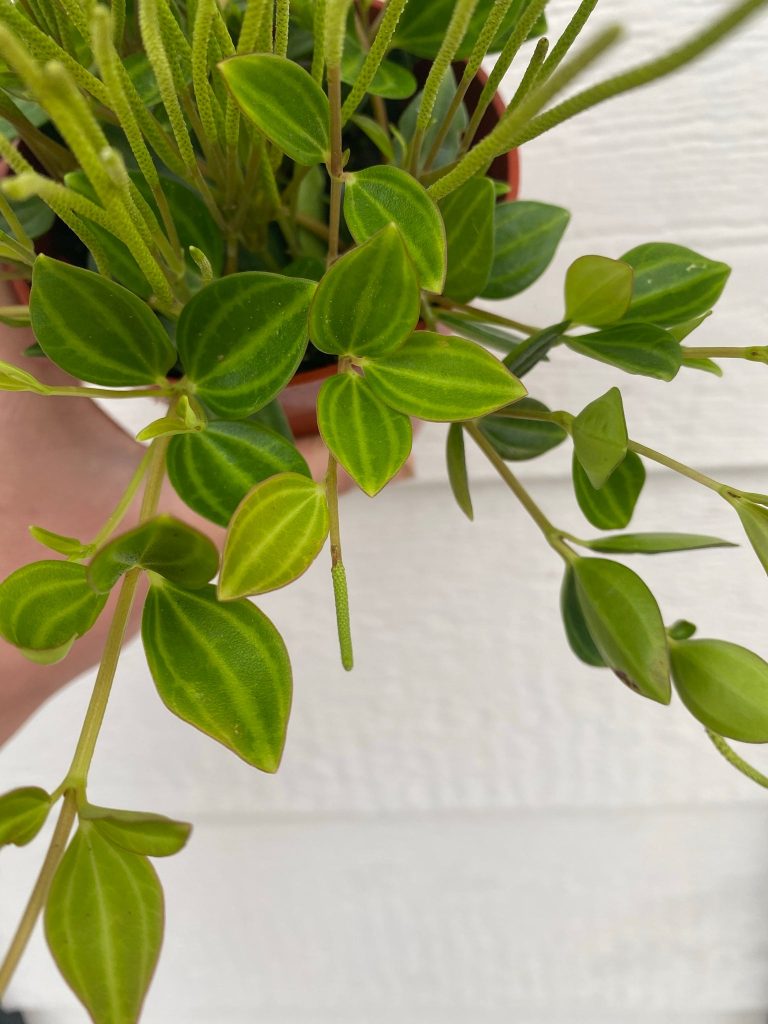 Peperomia Quadrangularis Care