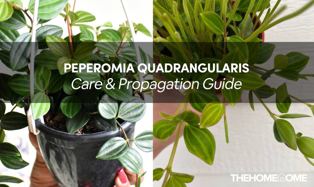 Peperomia Quadrangularis Care