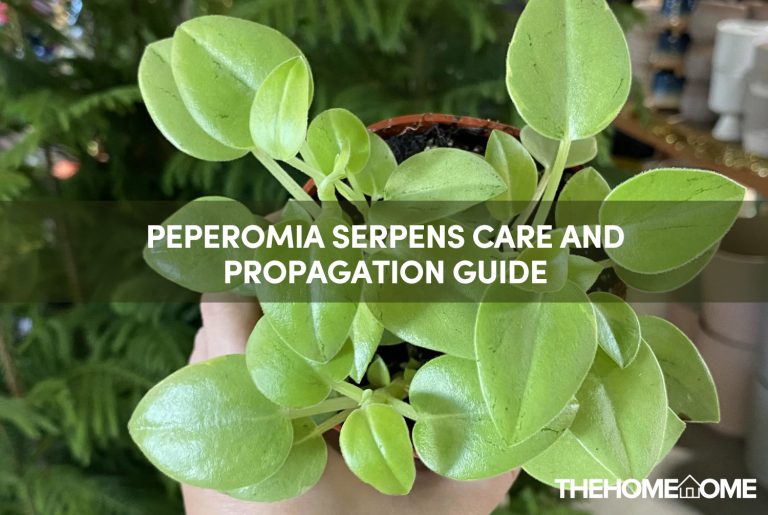 Peperomia Serpens Care And Propagation Guide