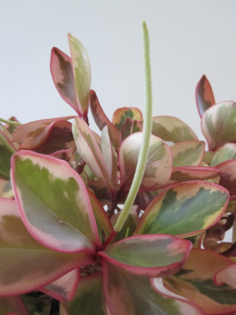 Peperomia Clusiifolia Care Guide