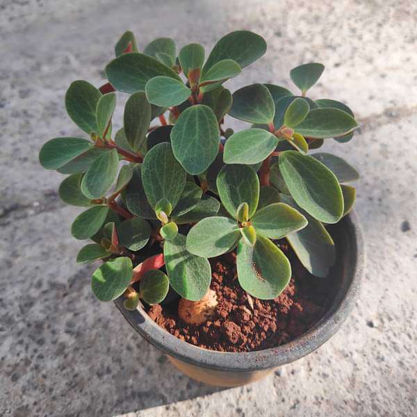 Peperomia Rubella