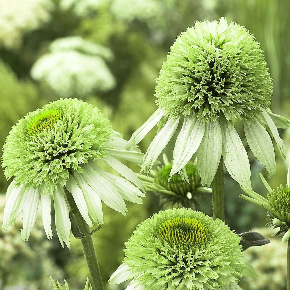 Greenline Cone Flower