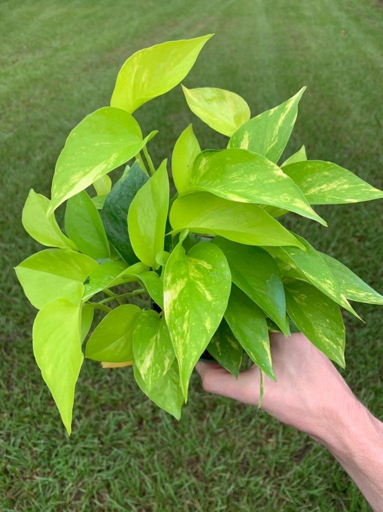 Variegated Neon Pothos