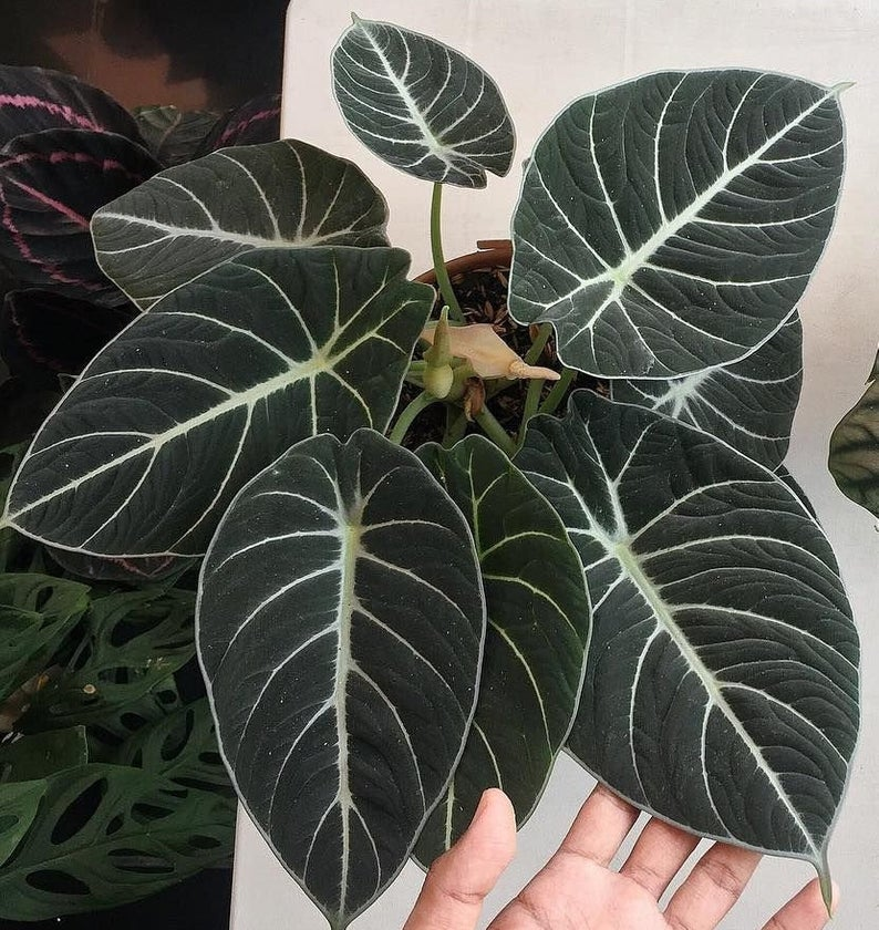 Alocasia Black Velvet