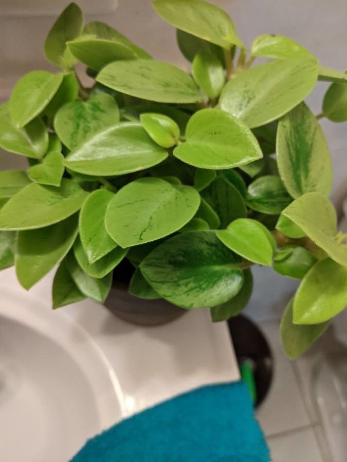 Peperomia Serpens