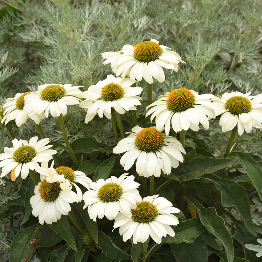 Avalanche Cone Flower