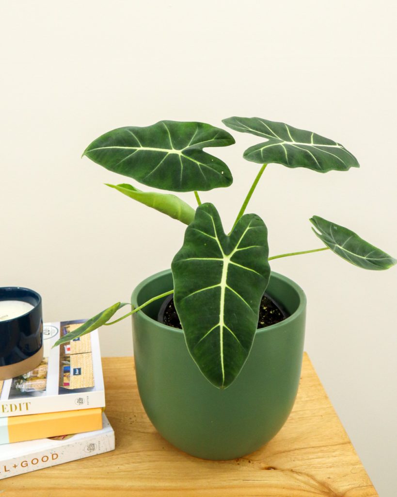 Alocasia Frydek