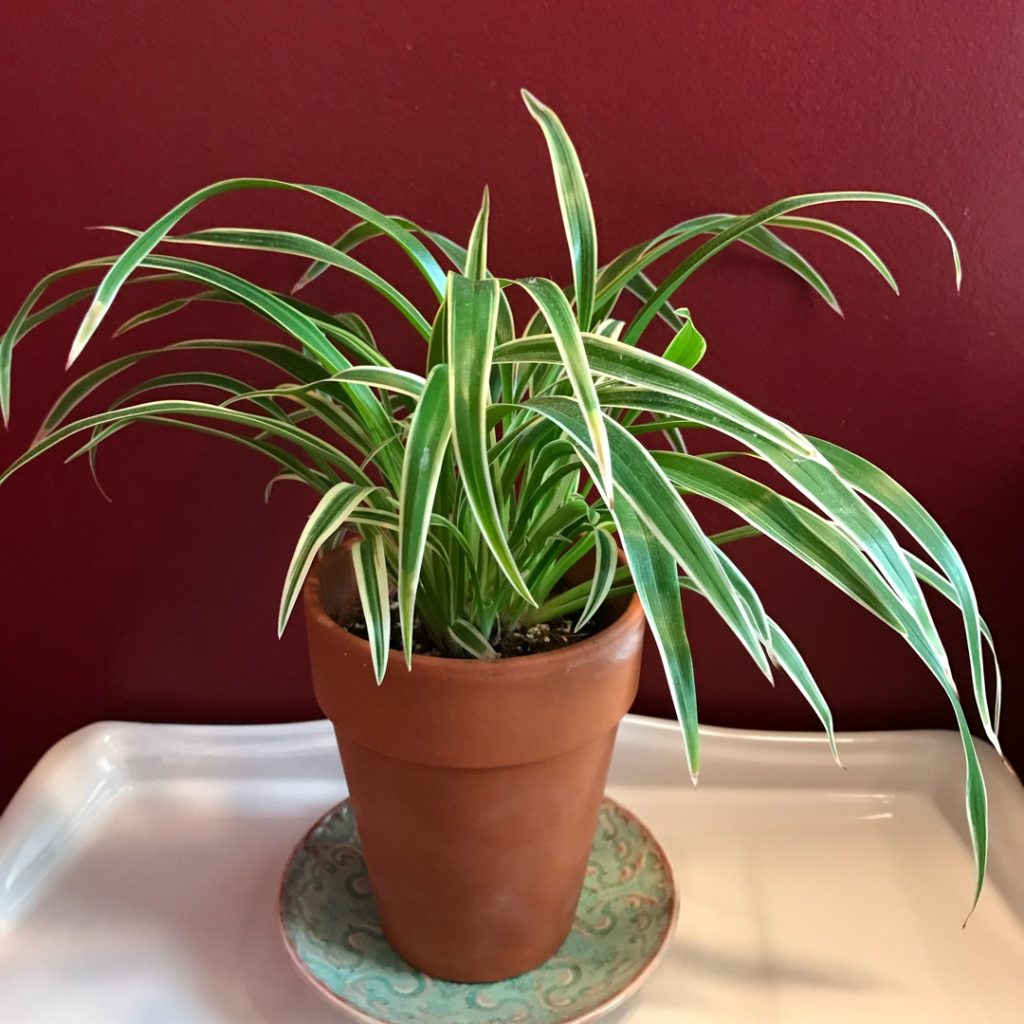 Reverse Spider Plant