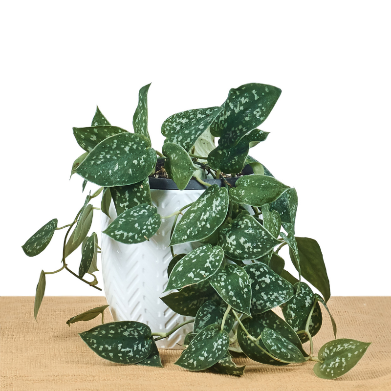 Satin Pothos