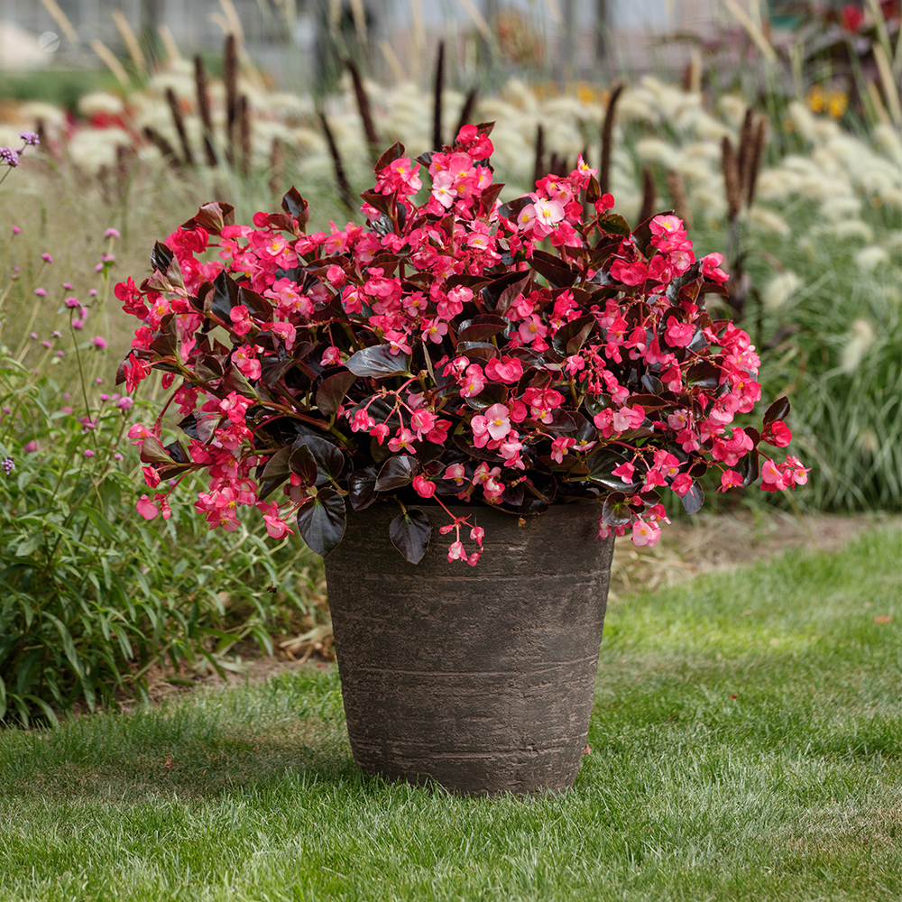 Whooper Begonia