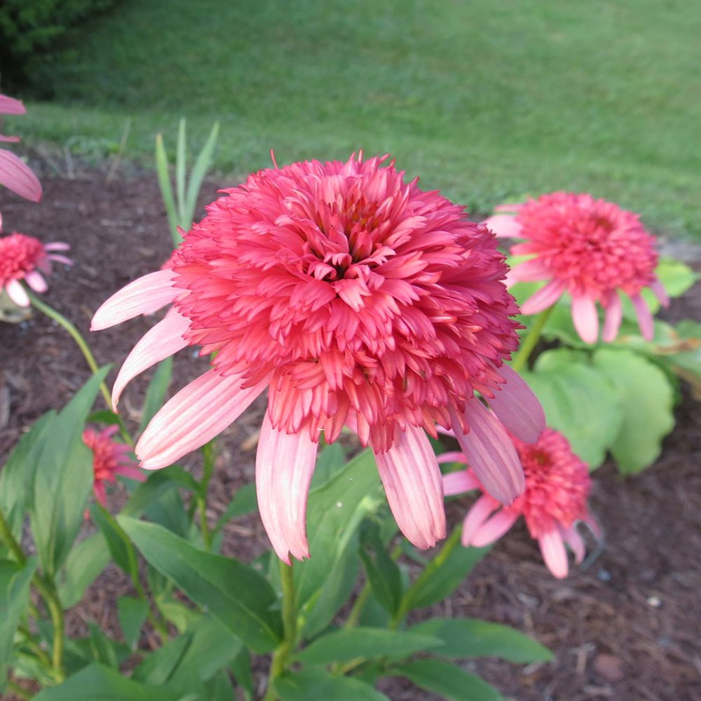 Secret Passion Cone Flower