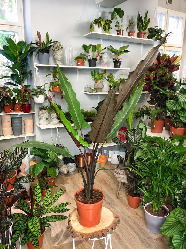 Alocasia Lauterbachiana